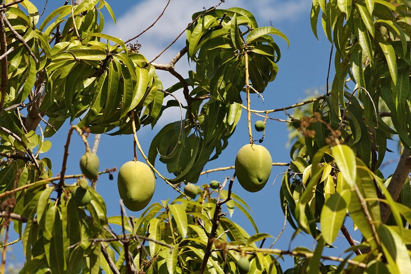 2009-11-06 22-00-05_1.jpg - Deshalb "Mango Meadows"...